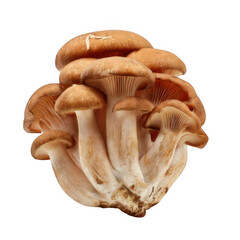  a group of mushrooms isolated on white and transparent background.