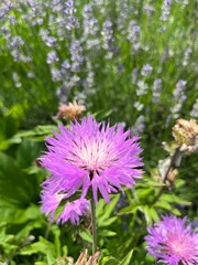  meadow Cornflower. A weed plant. Pink blooming Centaurea. Flower background