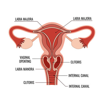 Anatomical Illustration of the Female Reproductive System, Labeled with Detailed Parts and Features