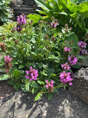 pink blooming Prunella grandiflora. A perennial herbaceous plant for rock gardens and rockeries.Flower background
