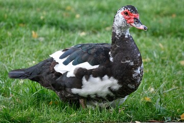 Muscovy duck standing on grass with black and white plumage