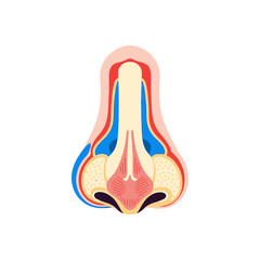 Detailed anatomical illustration of the human nose, showcasing internal structures and layers