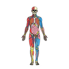 Fototapeta premium Comprehensive human anatomy vector illustration displaying the skeletal, muscular, and internal organ systems for medical and educational purposes