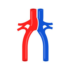 Anatomical vector illustration of a red artery and a blue vein, symbolizing the human circulatory system and blood flow