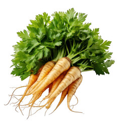 a group of parsley root vegetables isolated on white and transparent background