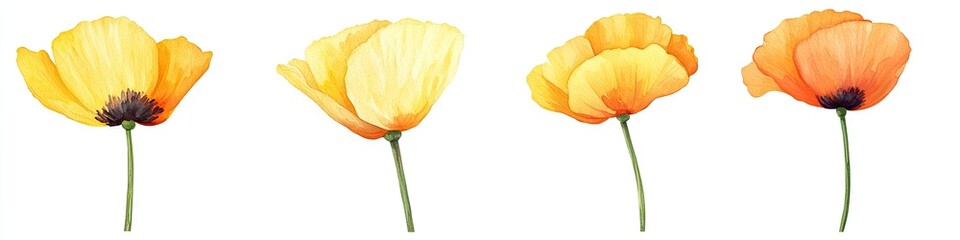 Four vibrant yellow and orange poppies (3)