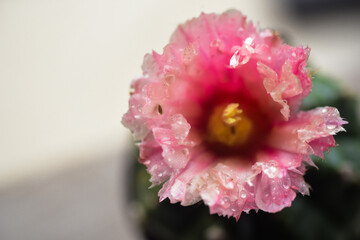 close up of pink flower