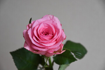 ピンクのばら