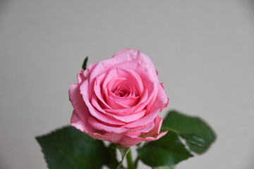 ピンクのばら