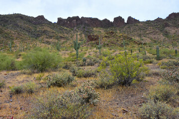 Sonoran Desert Arizona Picacho Peak State Park