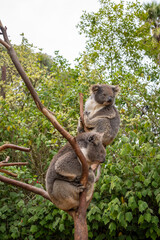Two koalas resting on tree branches in Kangaroo Island, Australia