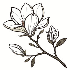 Delicate illustration of a blooming magnolia branch with buds and leaves against a white background