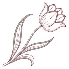 Fototapeta premium Elegant line art illustration of a single tulip flower with leaves and stem on a white background