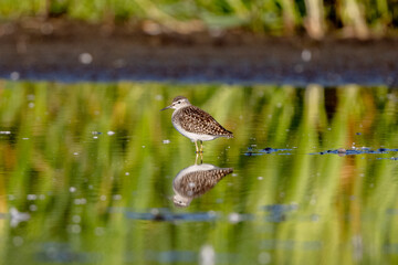 Wood Sandpipers Searching For Food In A Shallow River