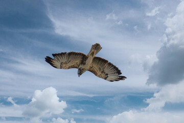 Common Buzzard Soaring Against The Sky Background