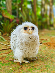 Cute baby owl with fluffy white feathers standing on the ground, close-up wildlife photo.