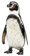 Fototapeta premium Penguin with transparent png background