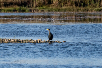 Great Cormorant Sitting On Rocks In The Middle Of A Lake