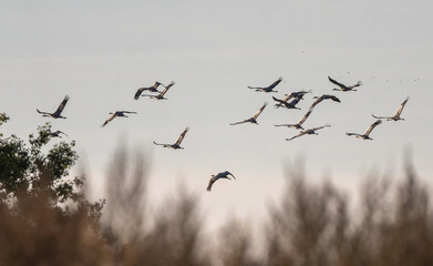 Crane Flock Flying South On Grey Sky