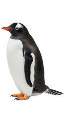 Fototapeta premium Penguin with transparent png background