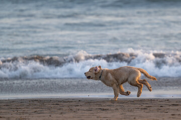 Young Golden Retriever playing on the beach