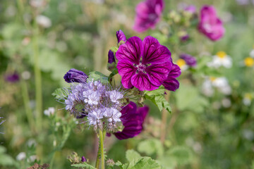 Wilde Malve (Malva sylvestris) und Phacelia (Phacelia tanacetifolia) in Nahaufnahme, Detailaufnahme einer Wilden Malve (Malva sylvestris) mit kräftig violetten Blüten neben einer Phaceli