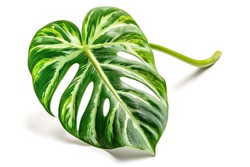 Vibrant Green Monstera Leaf with Unique Shape and Texture Isolated on White Background