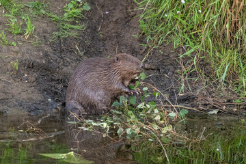 Beaver sitting on the riverbank beside water, eating branches and leaves