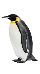 Obraz premium Penguin with transparent png background