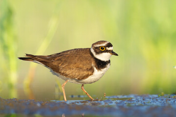 Shorebird Charadrius dubius, Little Ringed Plover on blurred background summer time Poland Europe