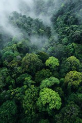 The aerial perspective captures a lush, dense forest canopy blanketed partially by ethereal, swirling mist and fog, creating a sense of mystery and depth within the vibrant green ecosystem in the...