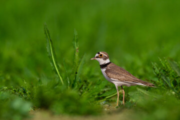 Shorebird Charadrius dubius, Little Ringed Plover on blurred background summer time Poland Europe