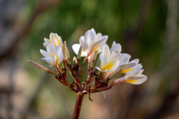 Frangipanier en fleurs