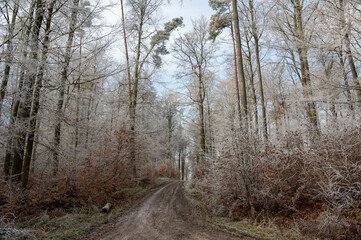 A field path in a forest with frost on the trees, on a cold winter day