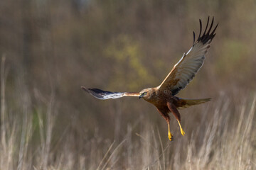 Birds of prey male Marsh harrier Circus aeruginosus, hunting time Poland Europe spring time April	