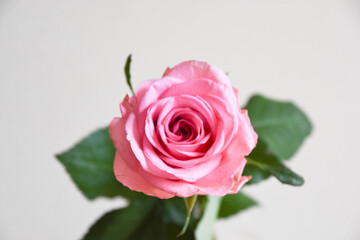 ピンクのばら