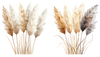 Boho Style Collection: Neutral Pampas Grass Decor Isolated on Transparent Background