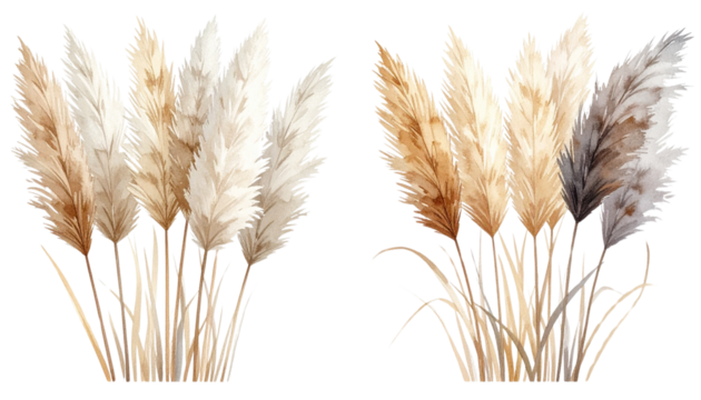 Boho Style Collection: Neutral Pampas Grass Decor Isolated on Transparent Background