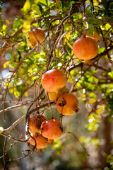Sunlit Pomegranates on Branch with Green Leaves – Botanical Nature Photography