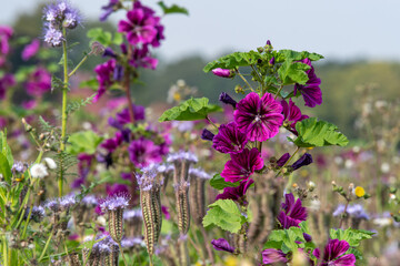 Wilde Malve (Malva sylvestris) und Phacelia (Phacelia tanacetifolia) in Nahaufnahme, Detailaufnahme einer Wilden Malve (Malva sylvestris) mit kräftig violetten Blüten Bienenweide
