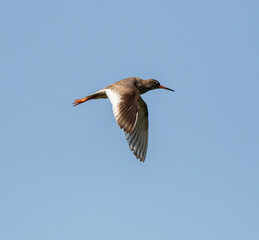 Common Redshank Flying Against The Sky