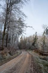 Field path in the forest with firewood and hoarfrost on a cold winter day