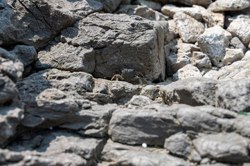 A crab between grey rocks