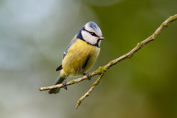 Eurasian Blue Tit Sitting On Tree With Blurred Background