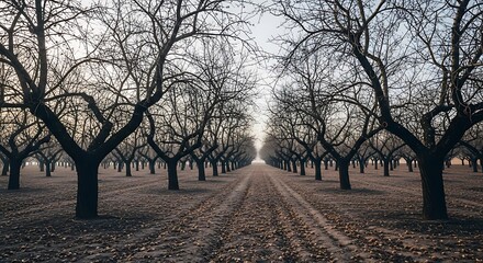 A serene, winter orchard