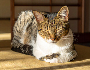 Winter Cat Sleeping on Tatami &ndash; Peaceful Japanese Room Scene