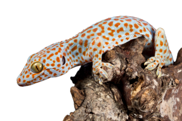 The Tokay Gecko (Gekko gecko) closeup on wood with isolated background