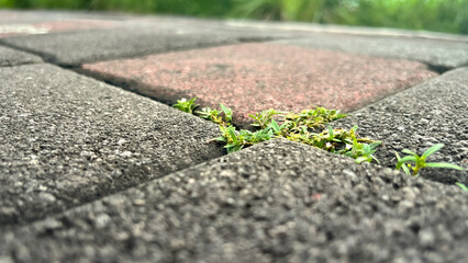 grass grows between the rocks
