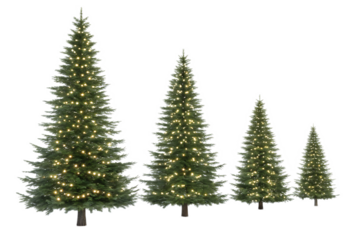 A row of four christmas trees of varying sizes decorated with white lights against black background