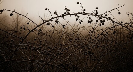Dark thorny branches with berries against a hazy outdoor background